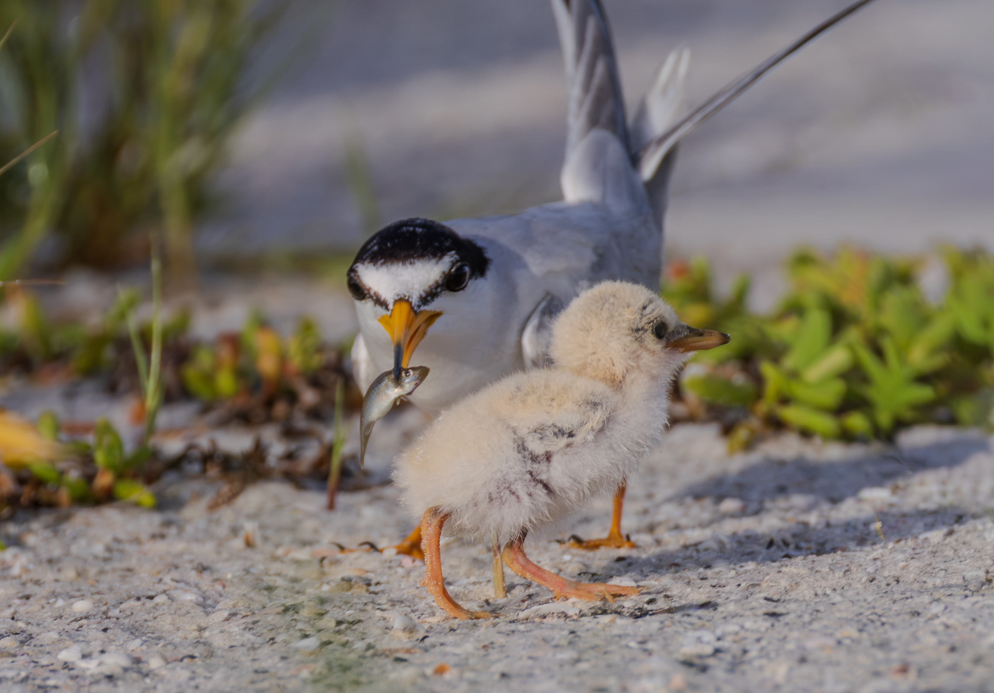 least Tern-11