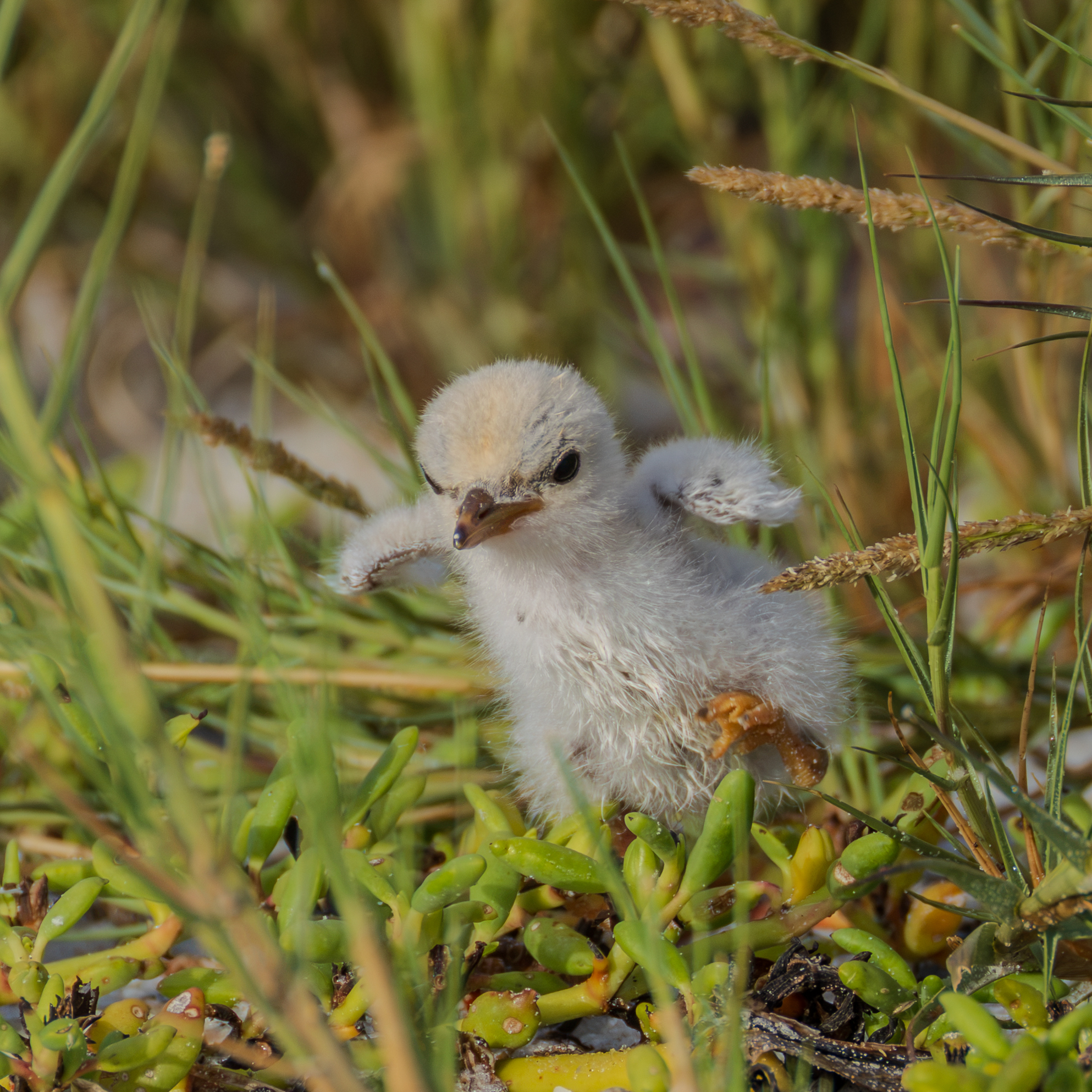 least Tern-2