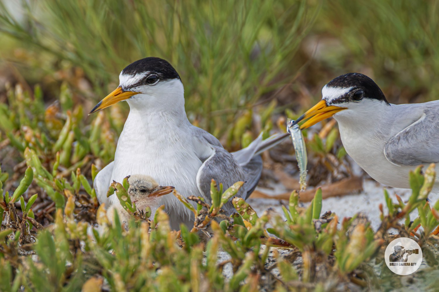 least Tern-3