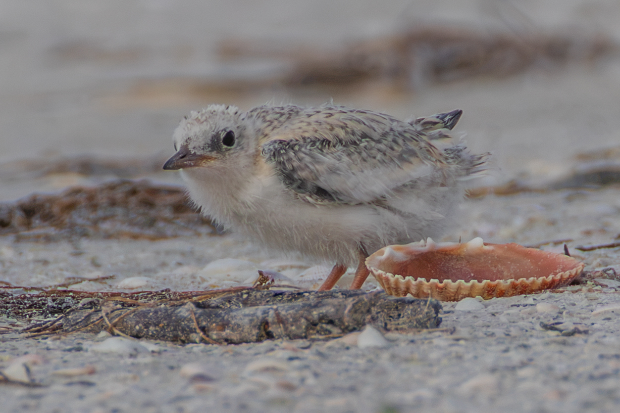 least Tern-4