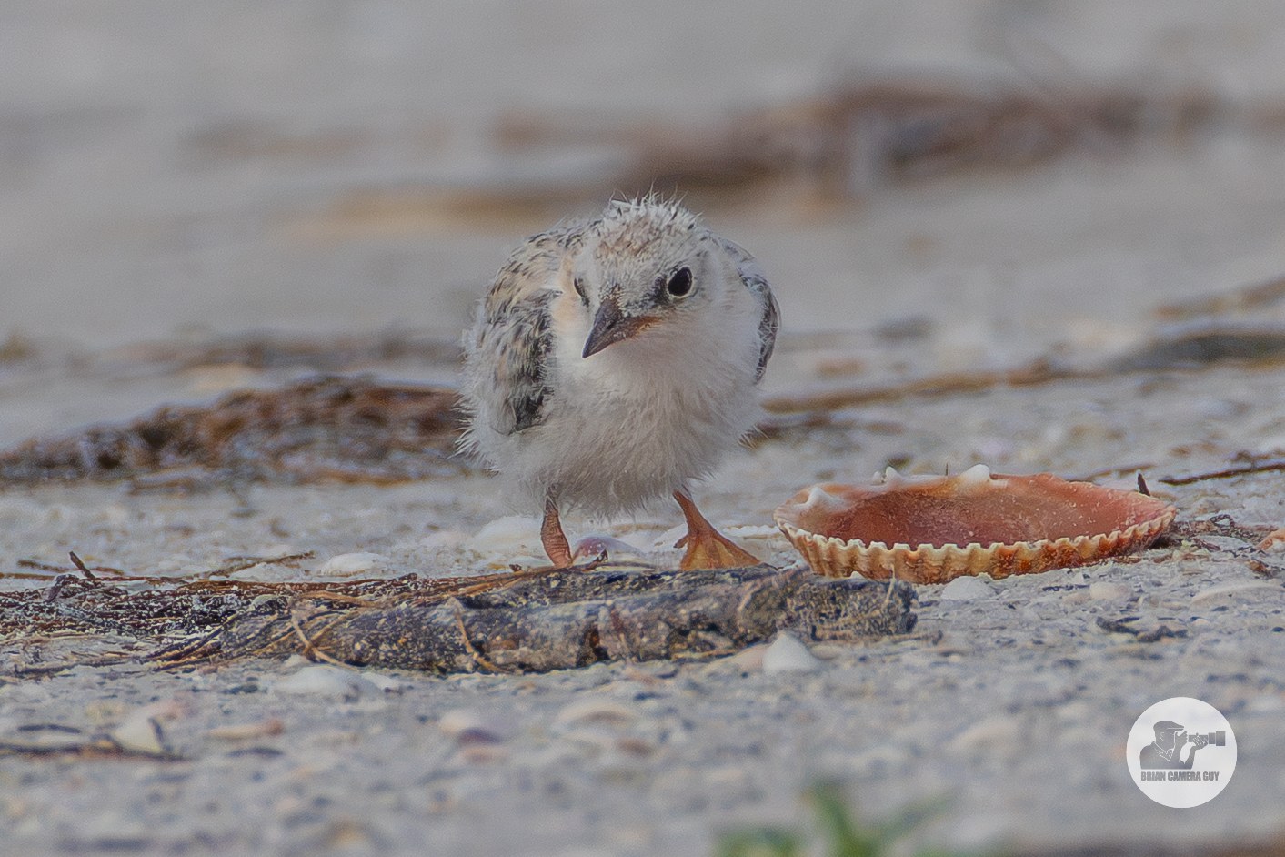 least Tern-5