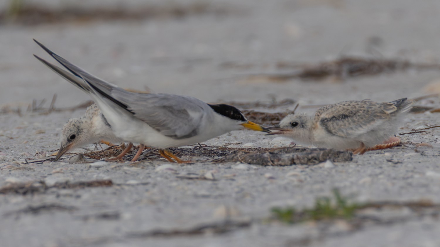 least Tern-6