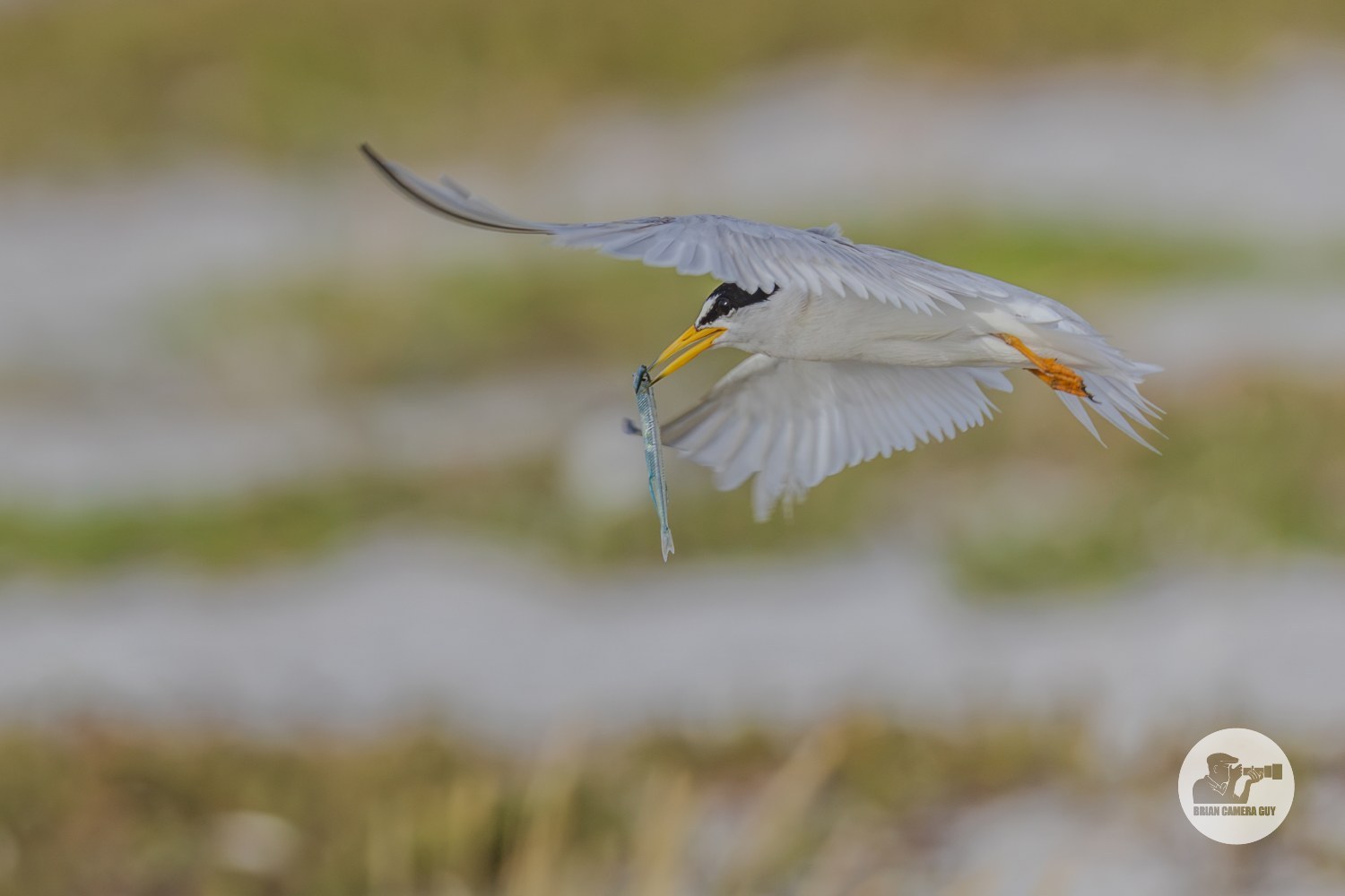 least Tern-7