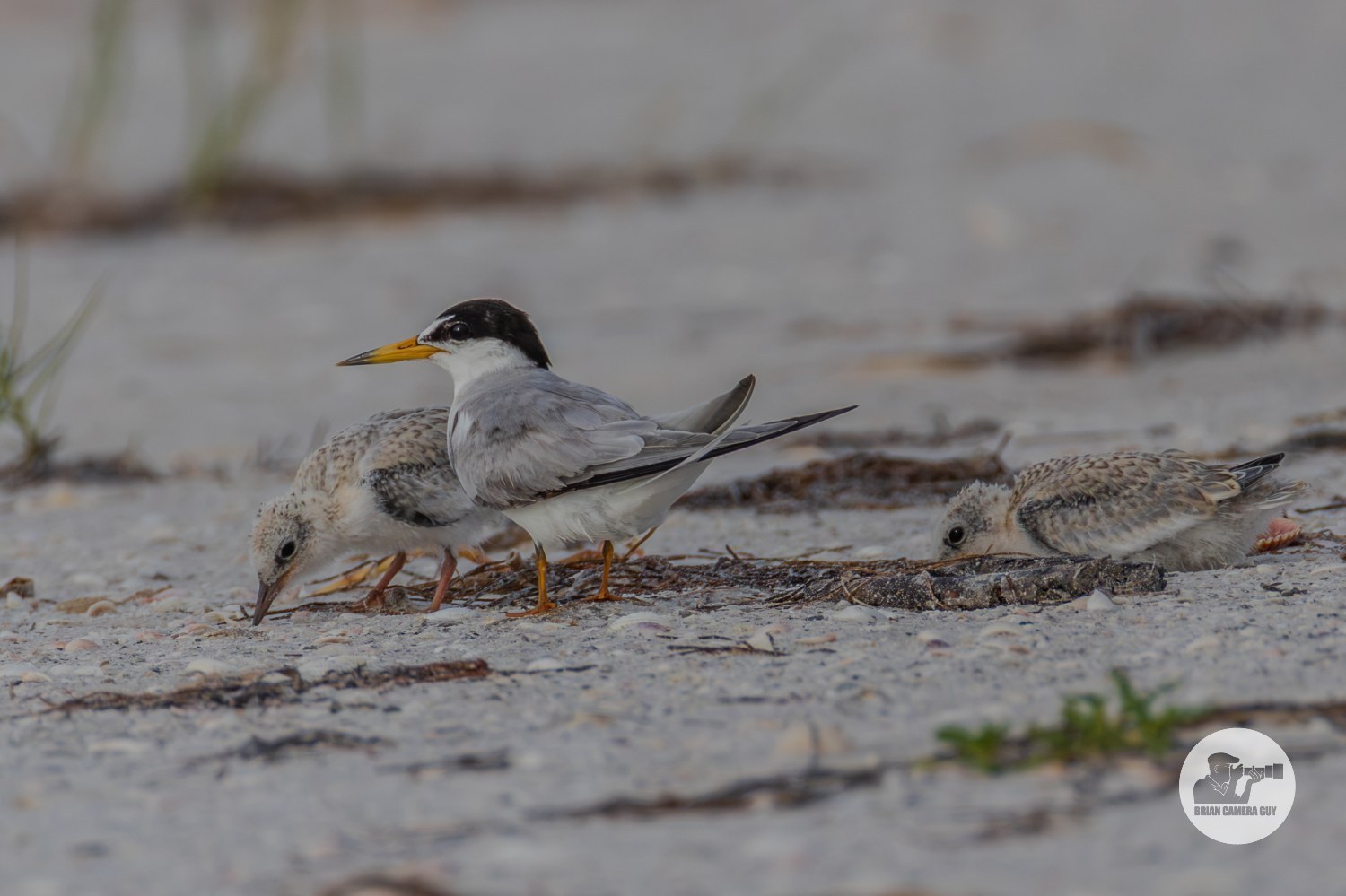 least Tern-9