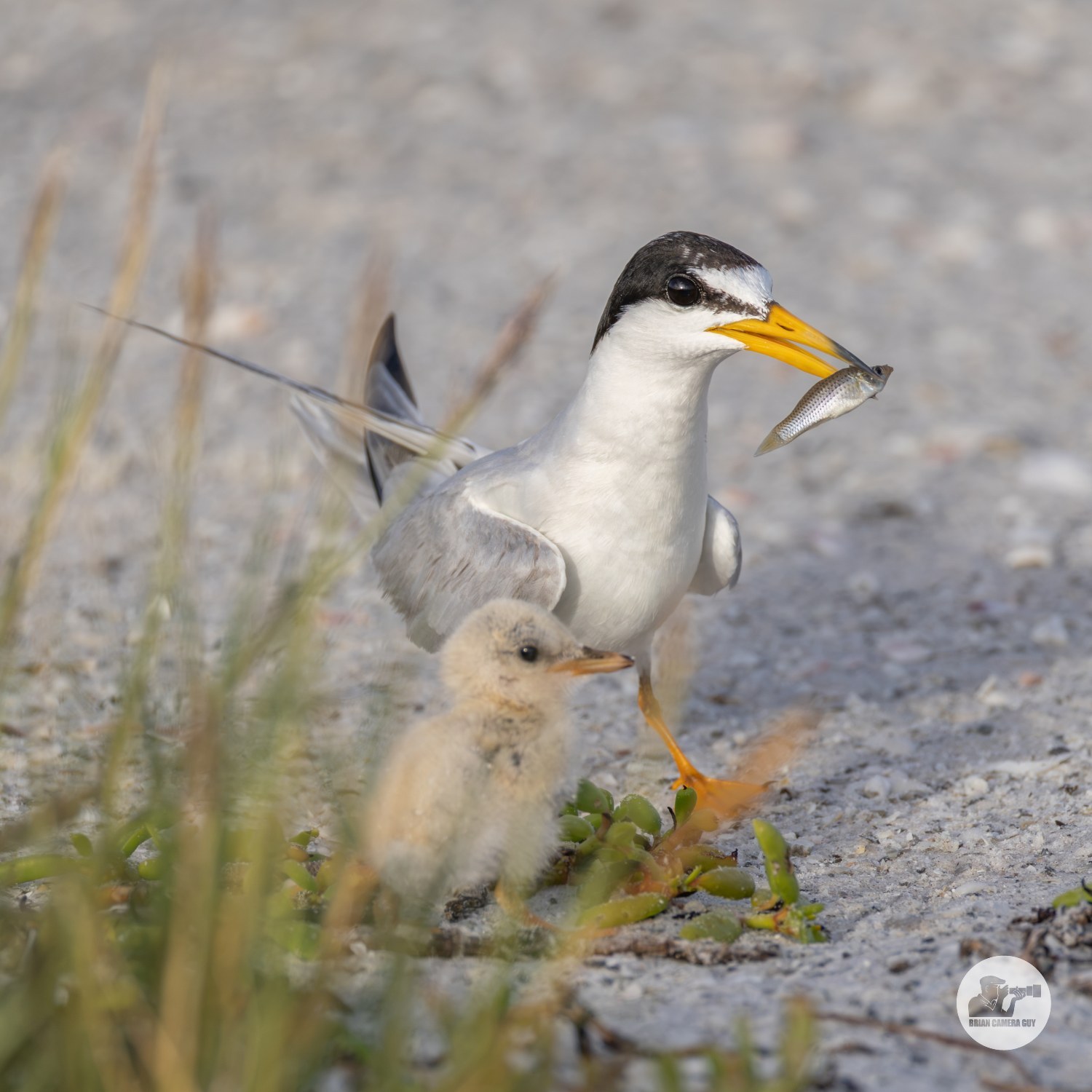 least Tern