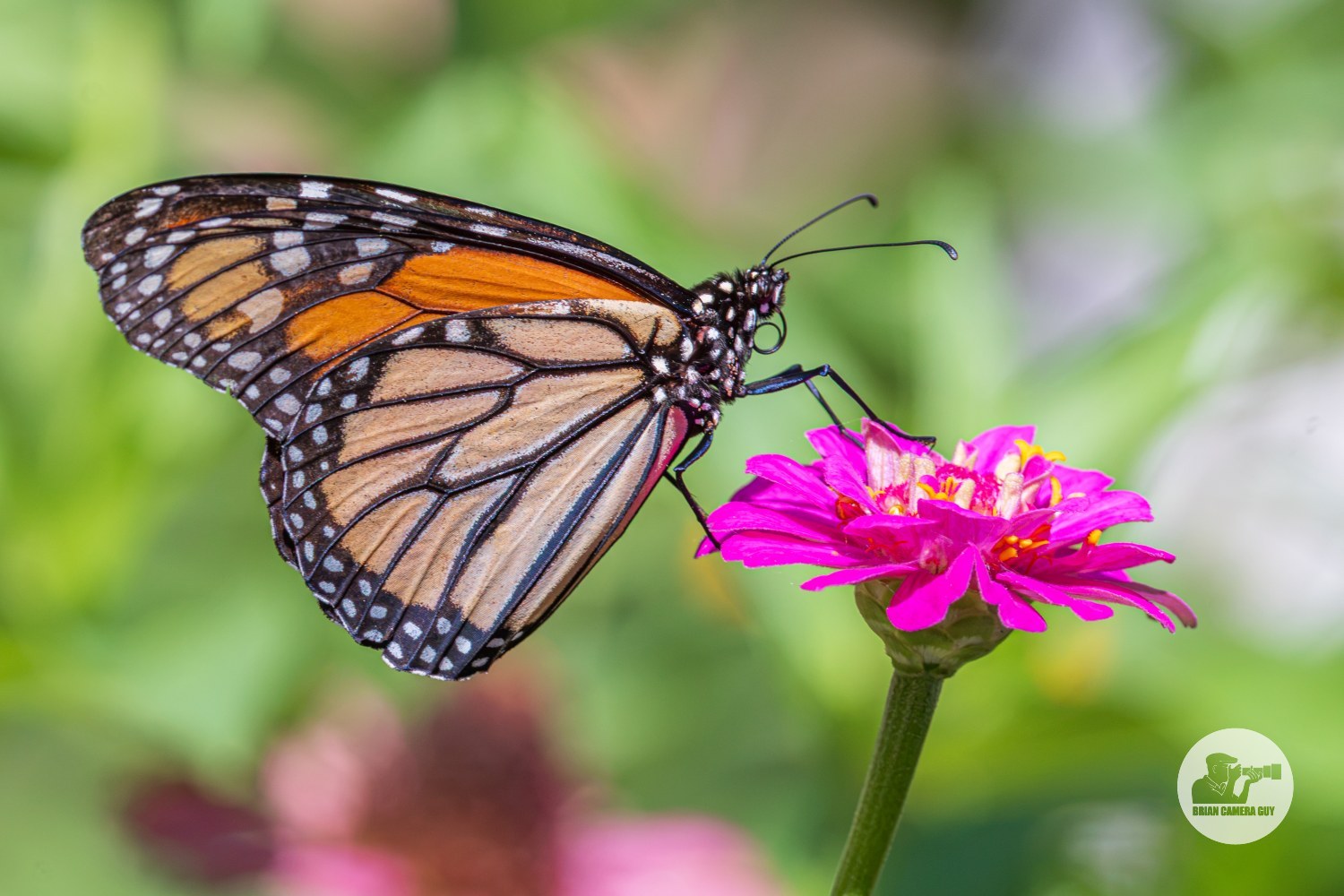monarch-2