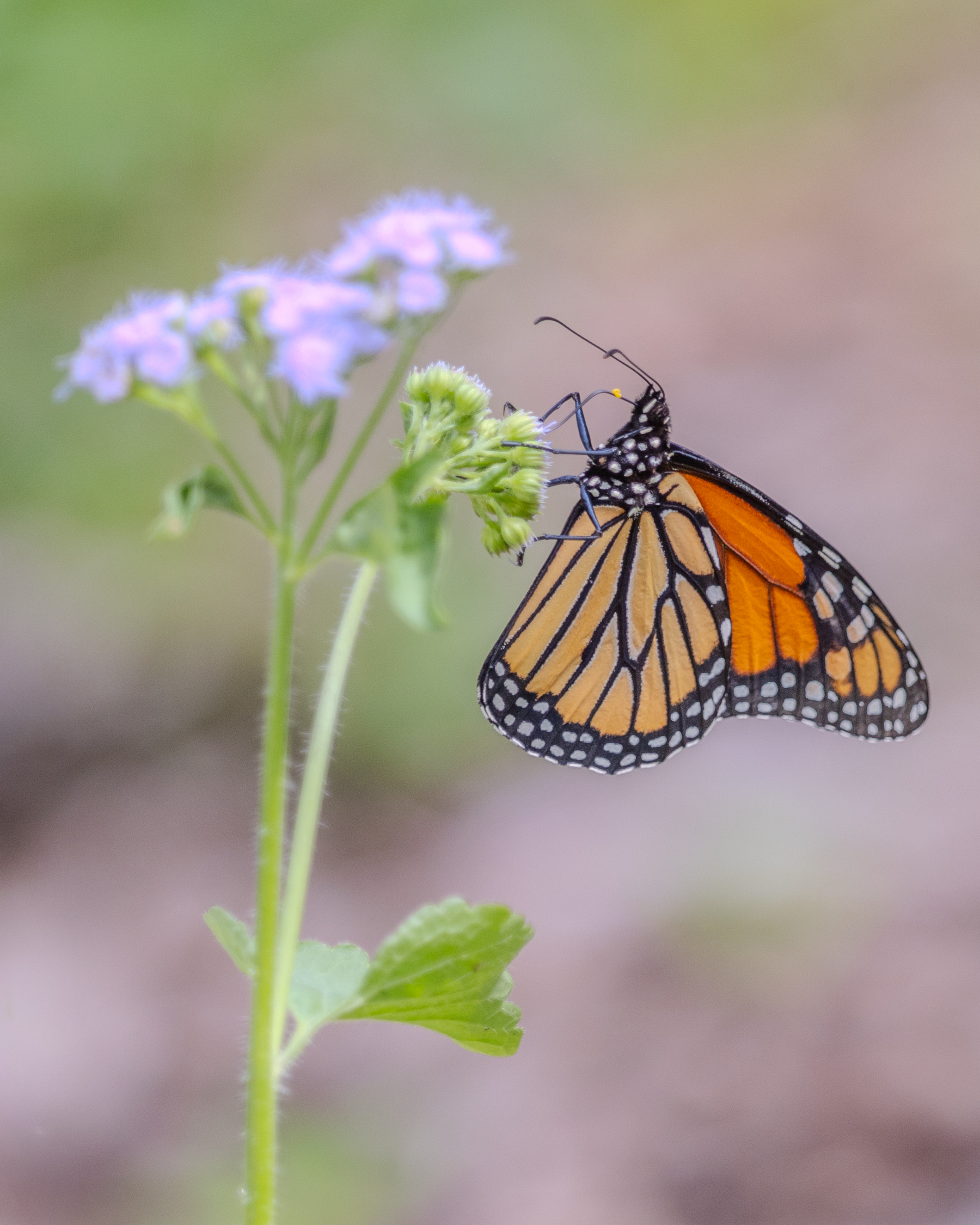 monarch-3