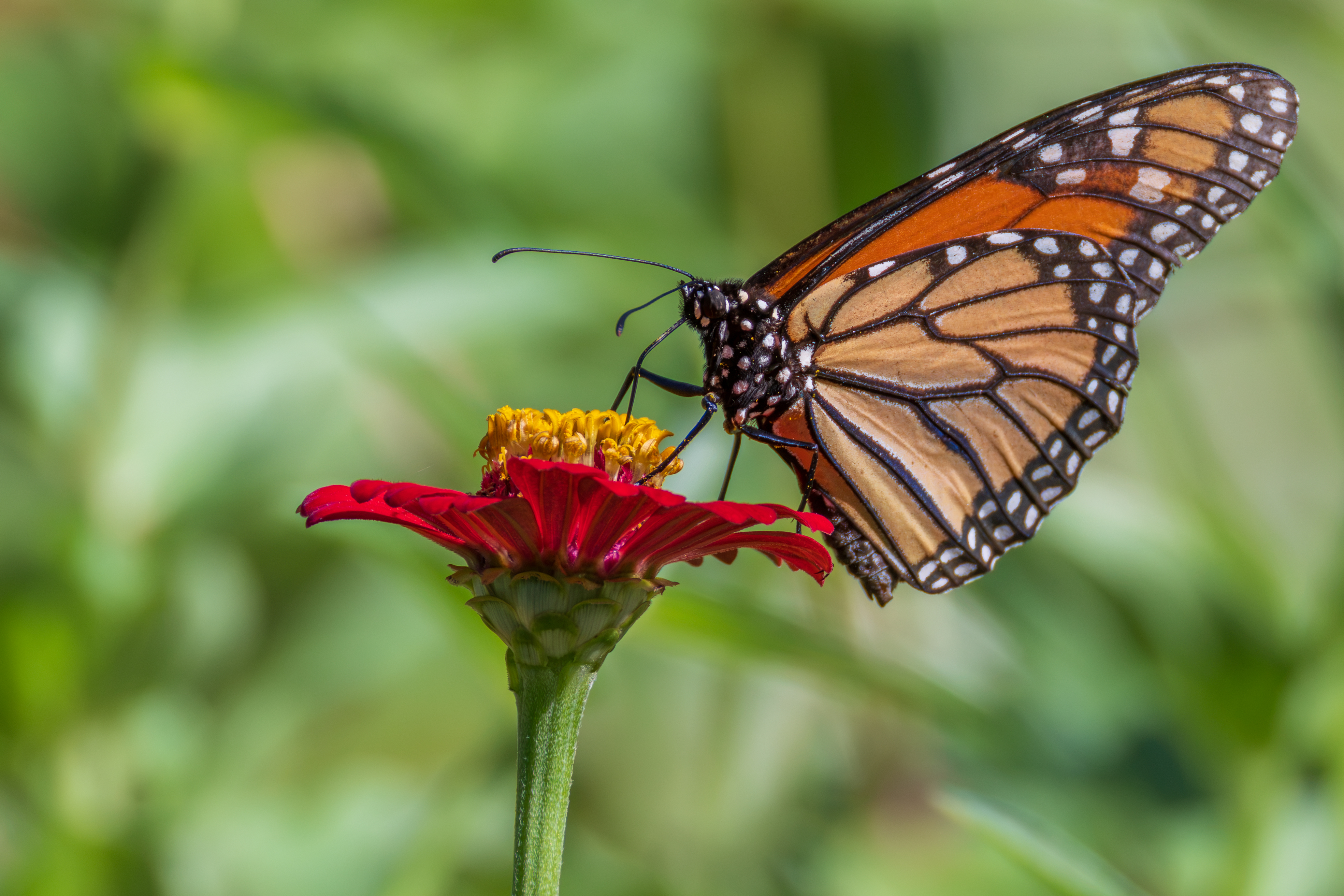 monarch