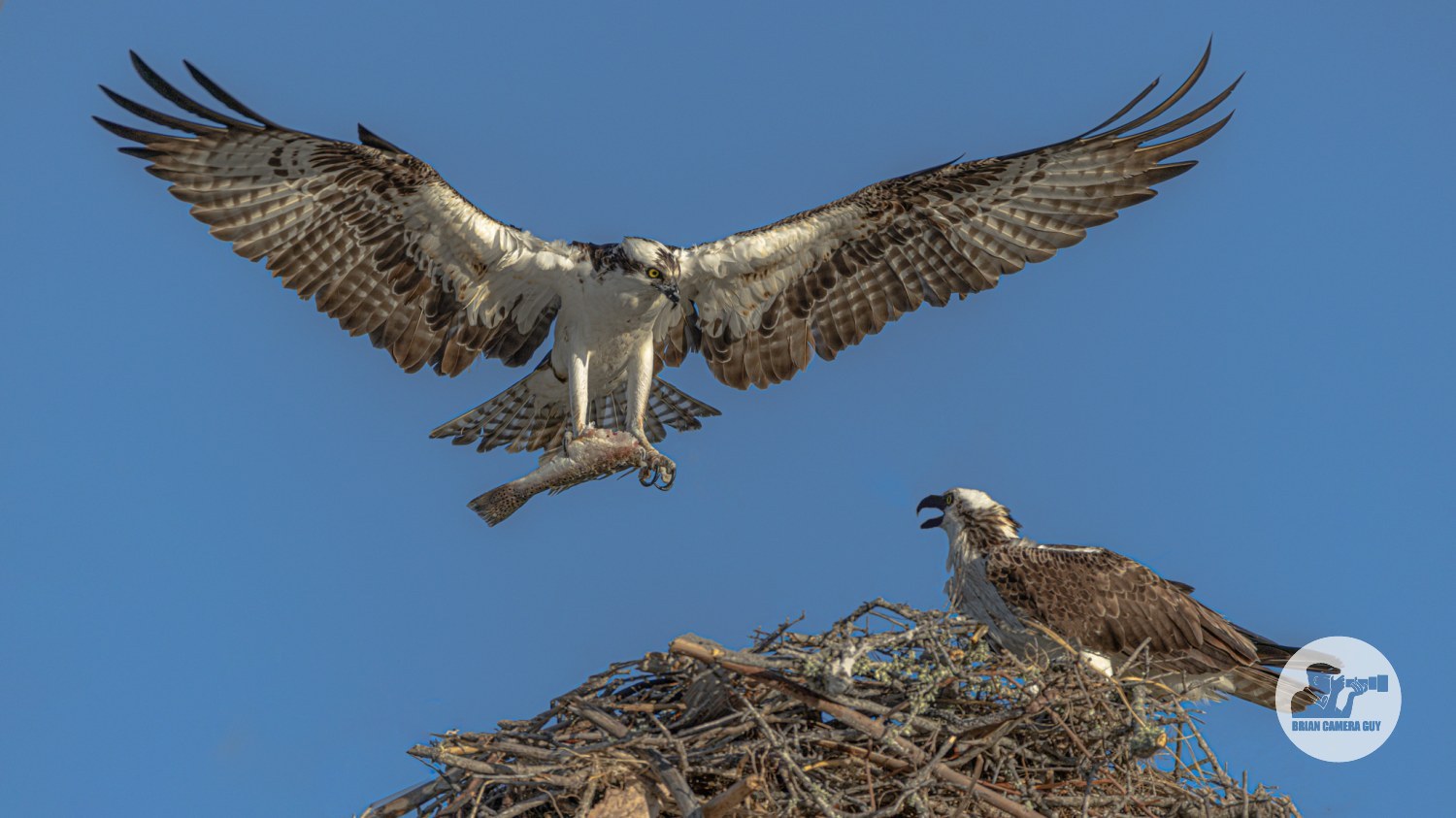 osprey