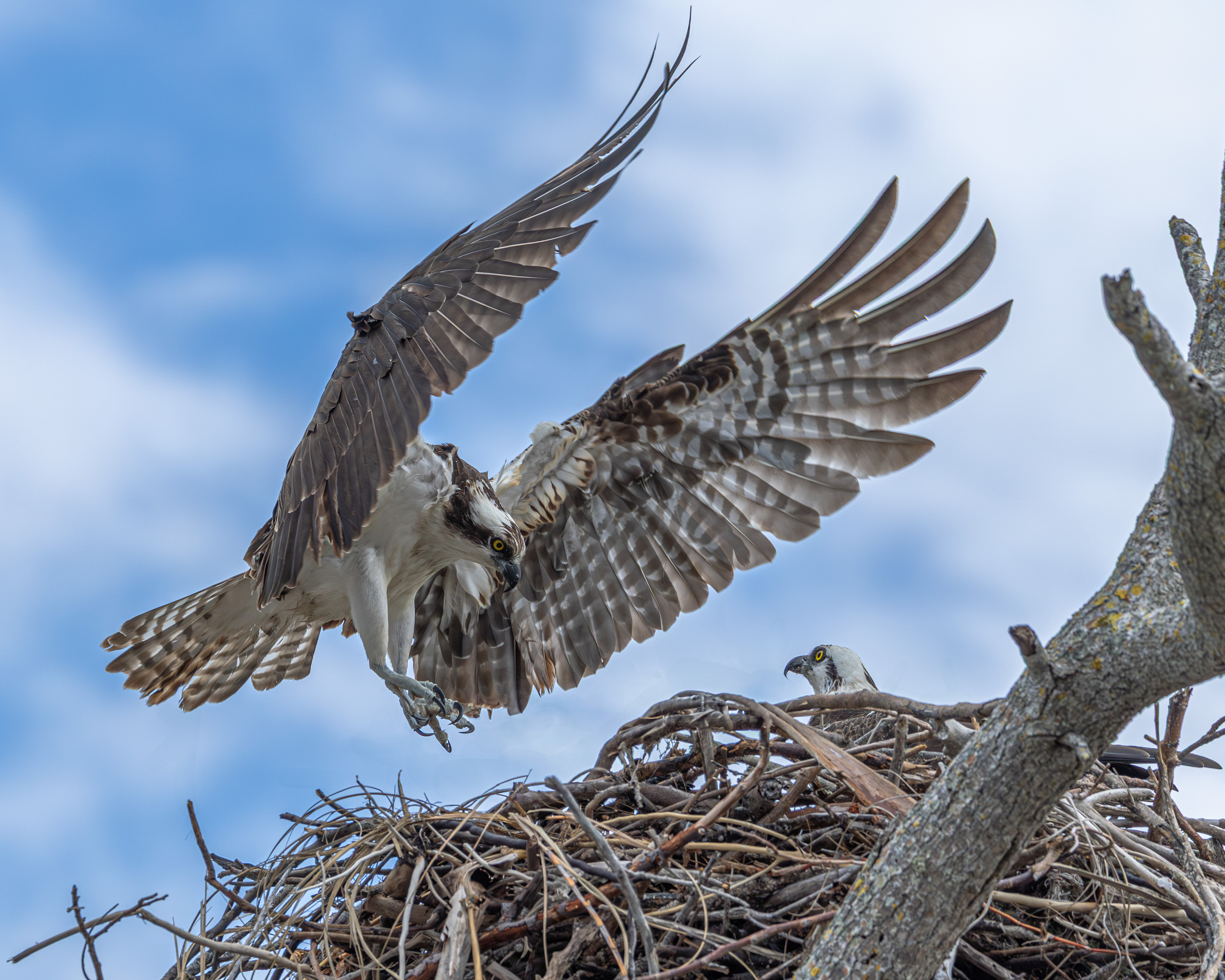 Osprey