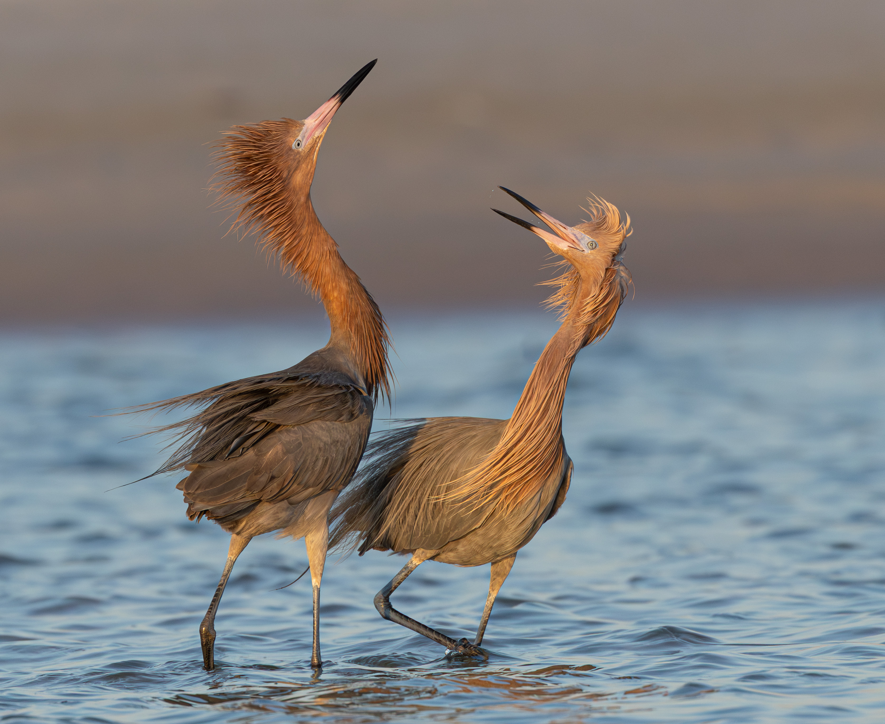 reddish egret