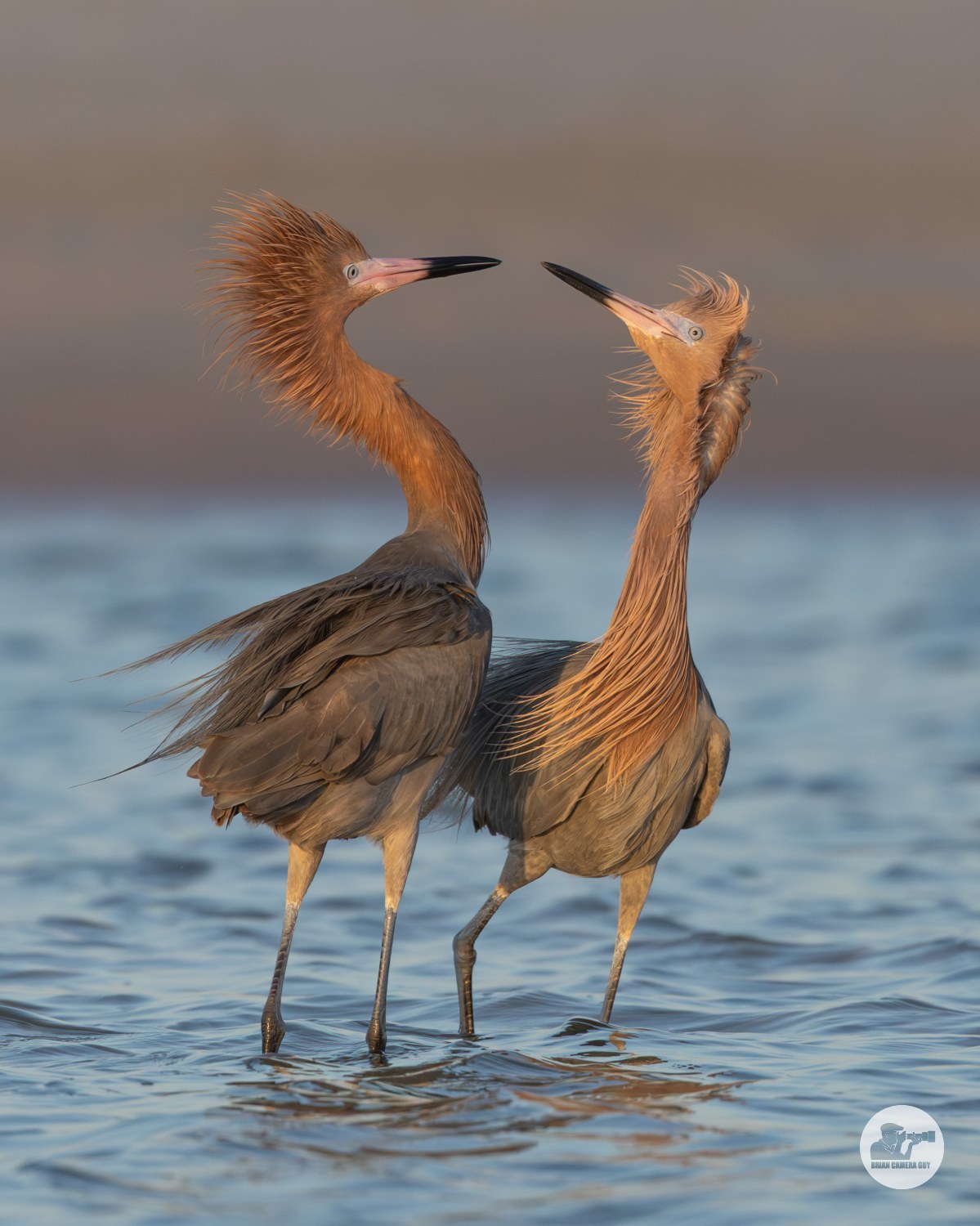 reddish egrets