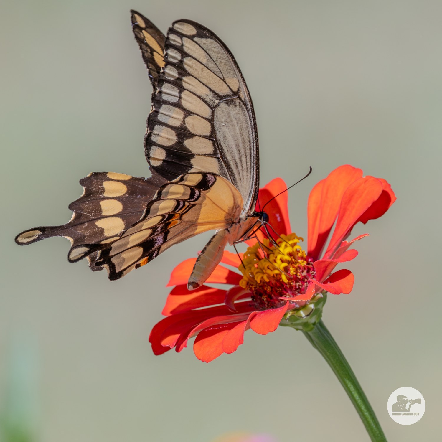 swallowtail