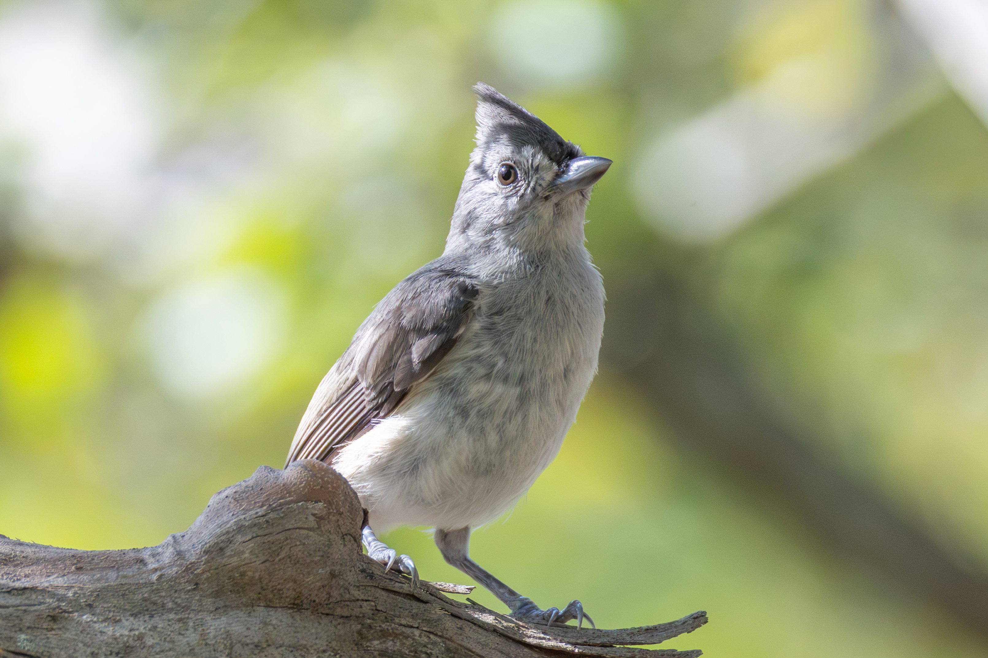 Backyard Birds